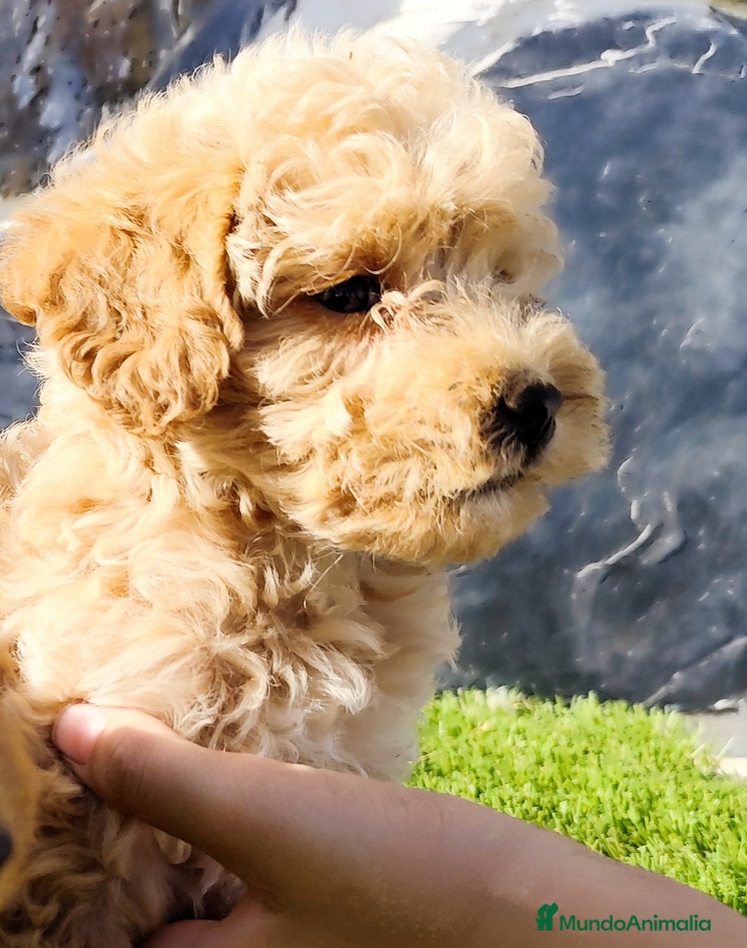 Caniche Toy perros en venta: Caniches apricot  - Imagen 3