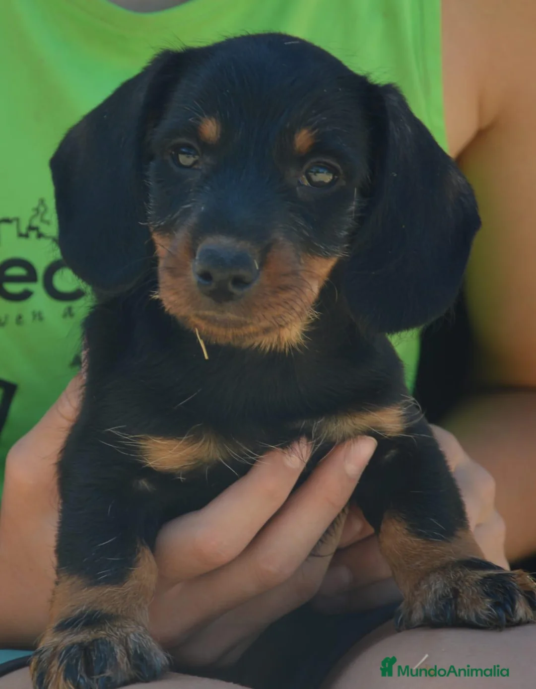 Teckel perros en venta: Camada de Teckel Standard de Pelo duro - Anuncio 2