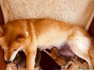 Shiba Inu perros Camada Shiba Inu de Mar - AQUANATURA en Barcelona - Anuncio 26