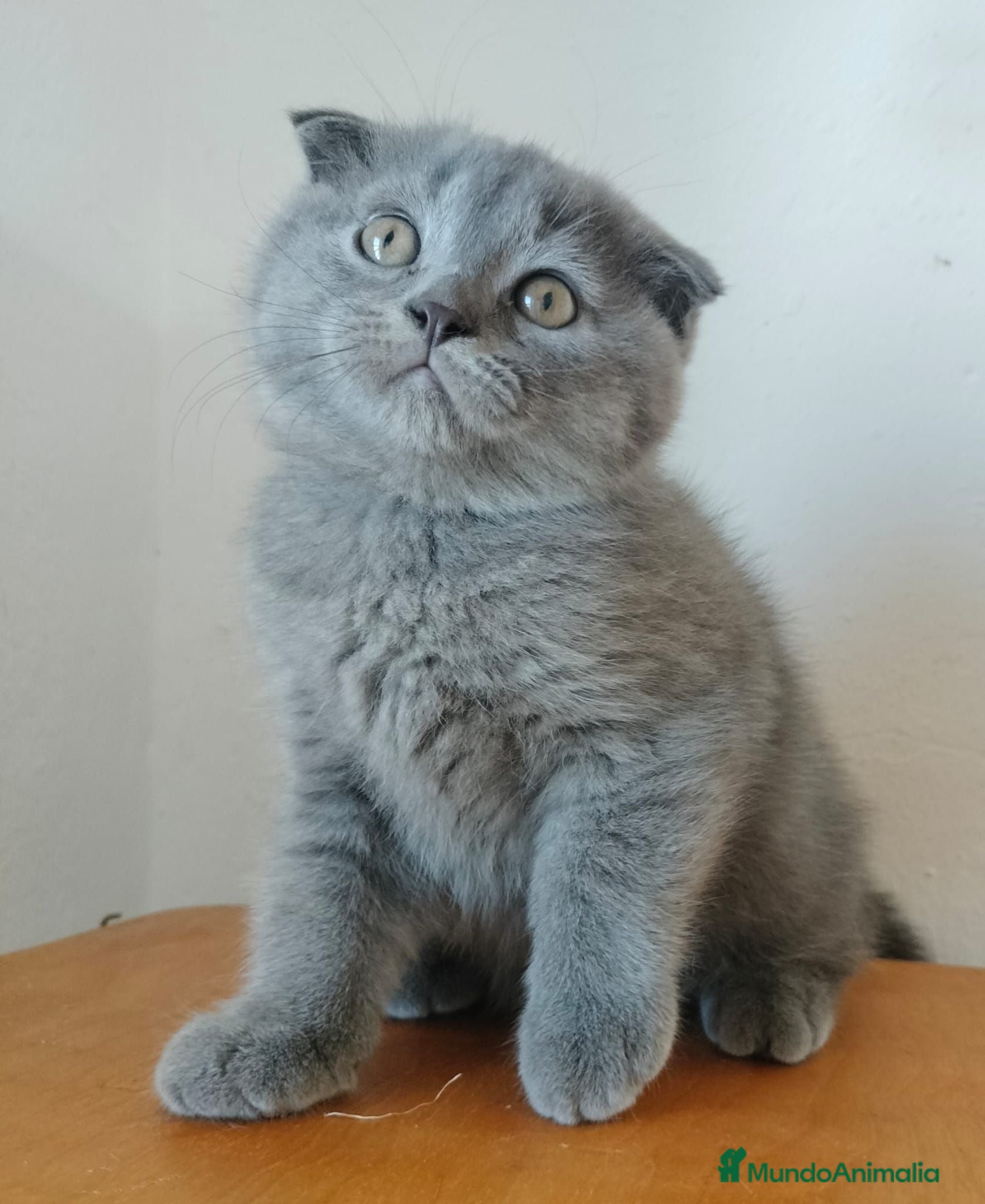 Scottish Fold gatos Scottish fold - Anuncio 1