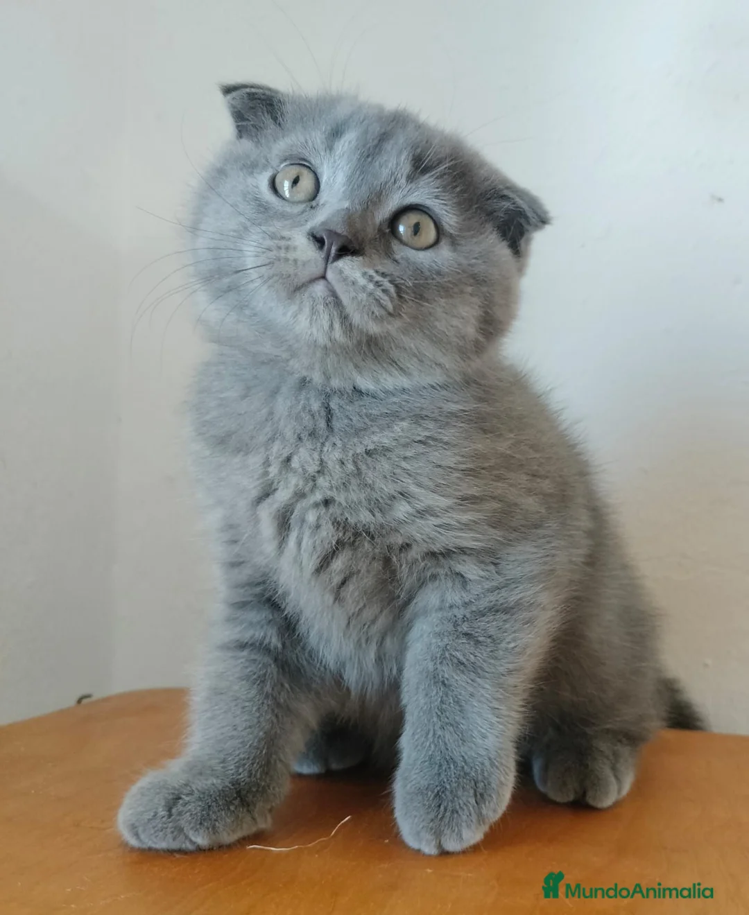 Scottish Fold gatos en venta: Scottish fold - Anuncio 1