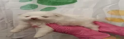 Pomerania perros en venta: Pomerania  - Anuncio 4