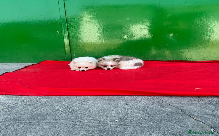 Pomerania perros - Anuncio 6