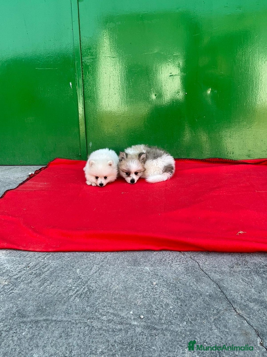 Pomerania perros en venta: Lulu pomerania  - Imagen 1