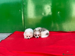 Pomerania perros - Anuncio 4