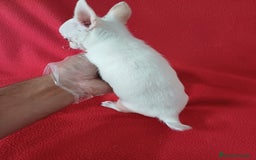 Chihuahua perros en venta: Chihuahua Mini  - Imagen 3