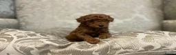 Caniche Toy perros en venta: caniche toy en Illes Balears - Anuncio 3