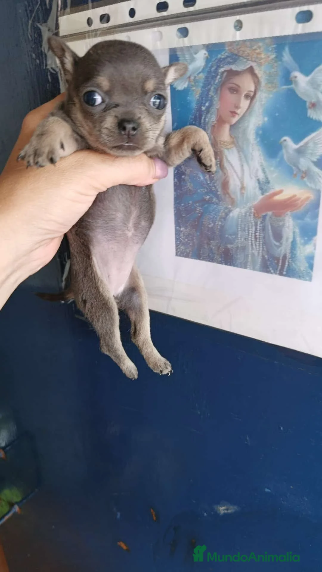 Chihuahua perros en venta: ‼️PRECIOSA CAMADA DE CHIHUAHUAS TAMAÑO MINI  - Anuncio 2