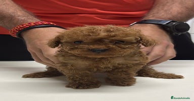Caniche Toy perros - Anuncio 6