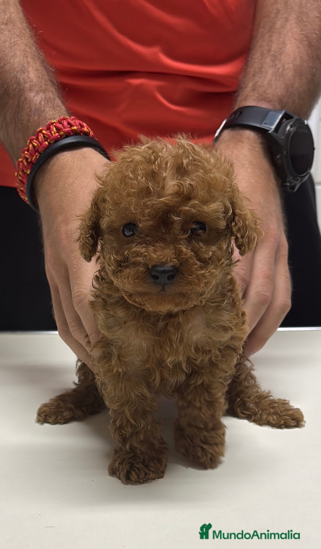 Caniche Toy perros en venta: Excelente camada de caniche rojo toy.  - Imagen 2