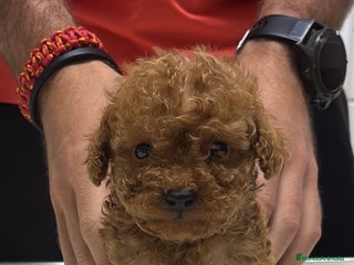 Caniche Toy perros - Anuncio 33