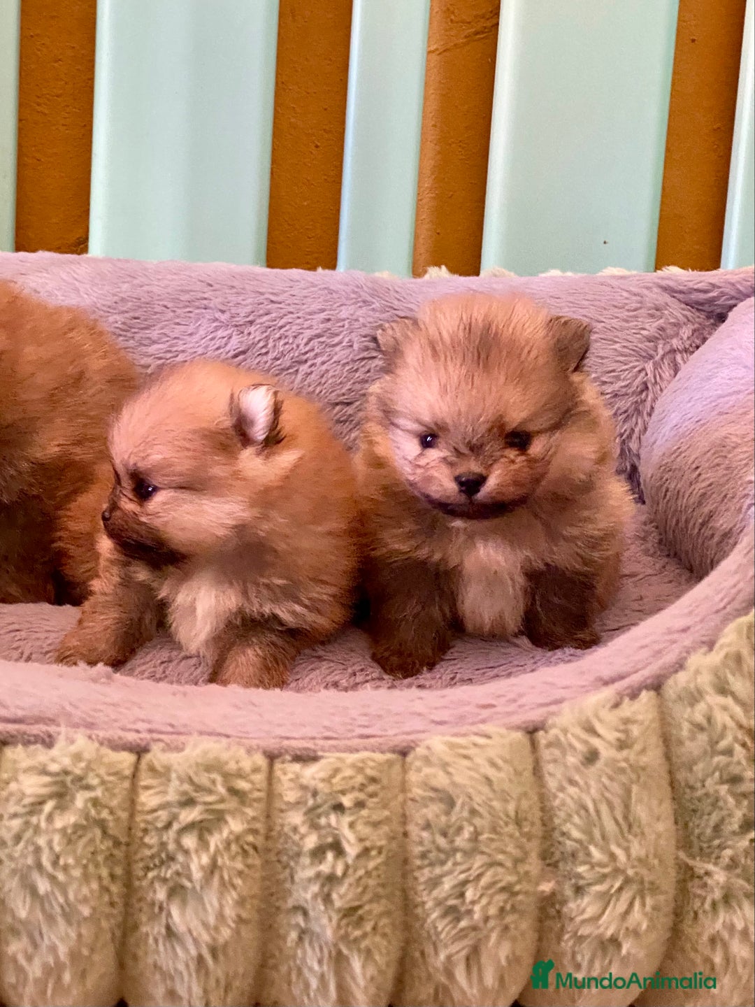 Pomerania perros en venta: Pomerania miniatura  - Anuncio 6