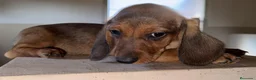 Teckel Miniatura perros en venta: Teckel Miniatura  - Anuncio 17