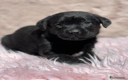 Labrador Retriever perros en venta: Labrador negro - Imagen 7