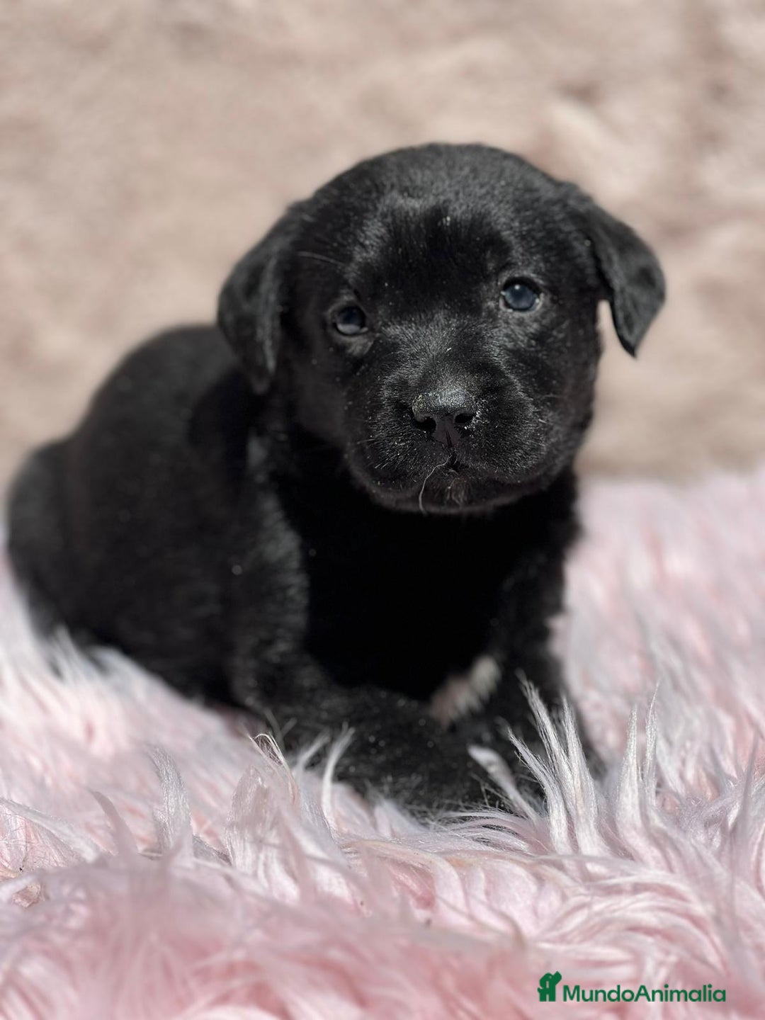 Labrador Retriever perros en venta: Labrador negro - Imagen 7