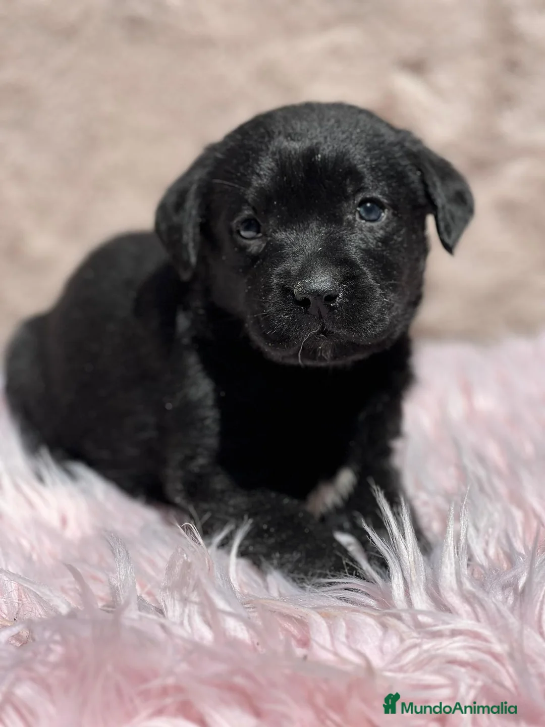 Labrador Retriever perros en venta: Labrador negro - Anuncio 7