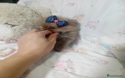 Pomerania perros en venta: ‼️POMERANIAS TAMAÑO TOY - Imagen 3