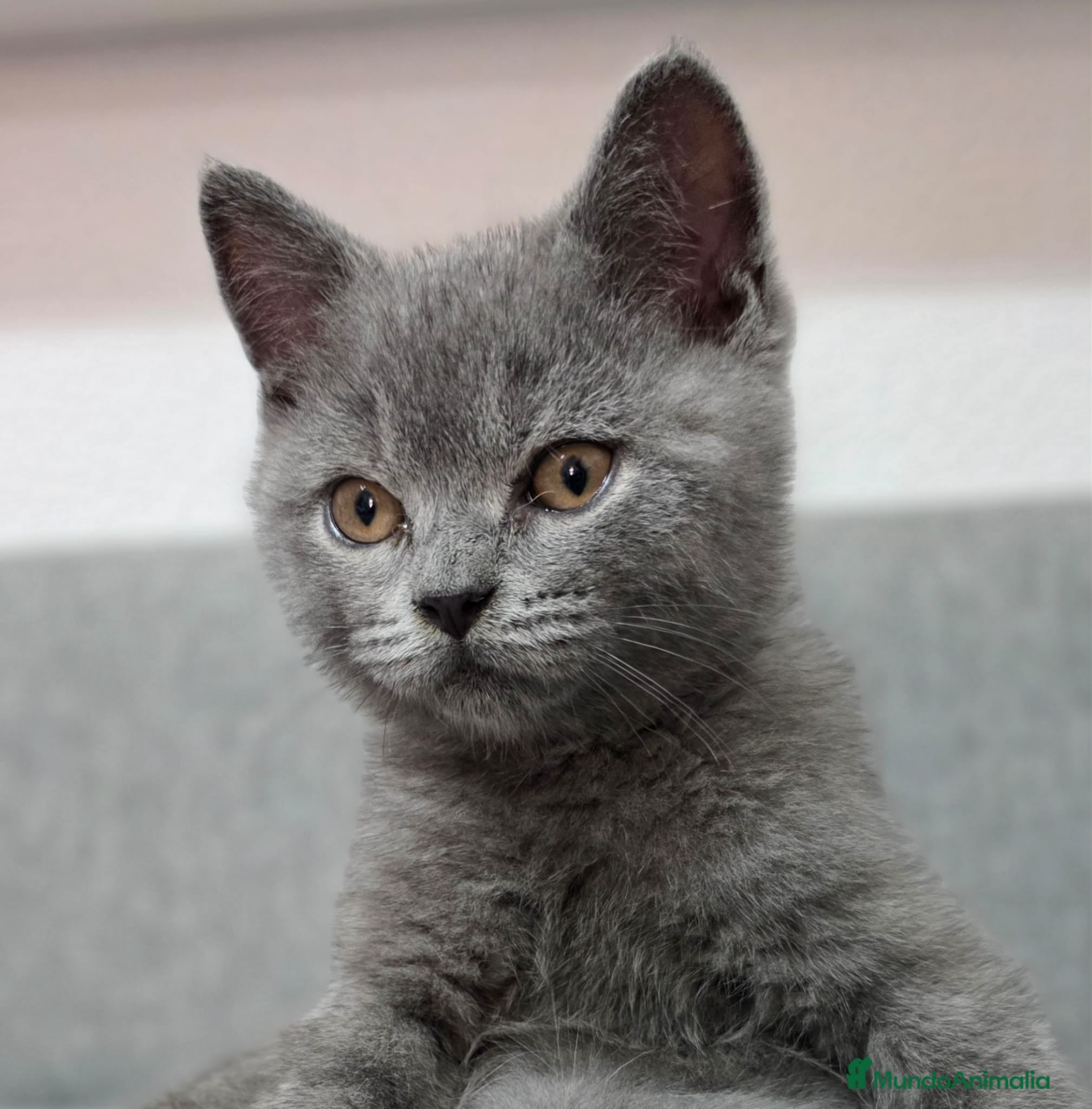 Británico de Pelo Corto Azul gatos Brithis - Anuncio 1