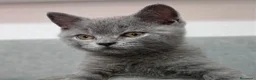 Británico de Pelo Corto Azul gatos en venta: Brithis - Anuncio 1