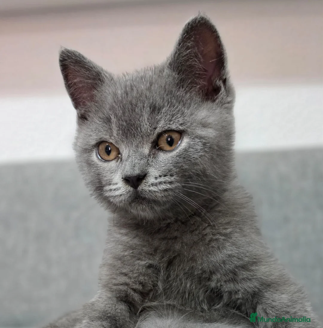 Británico de Pelo Corto Azul gatos en venta: Brithis - Anuncio 1
