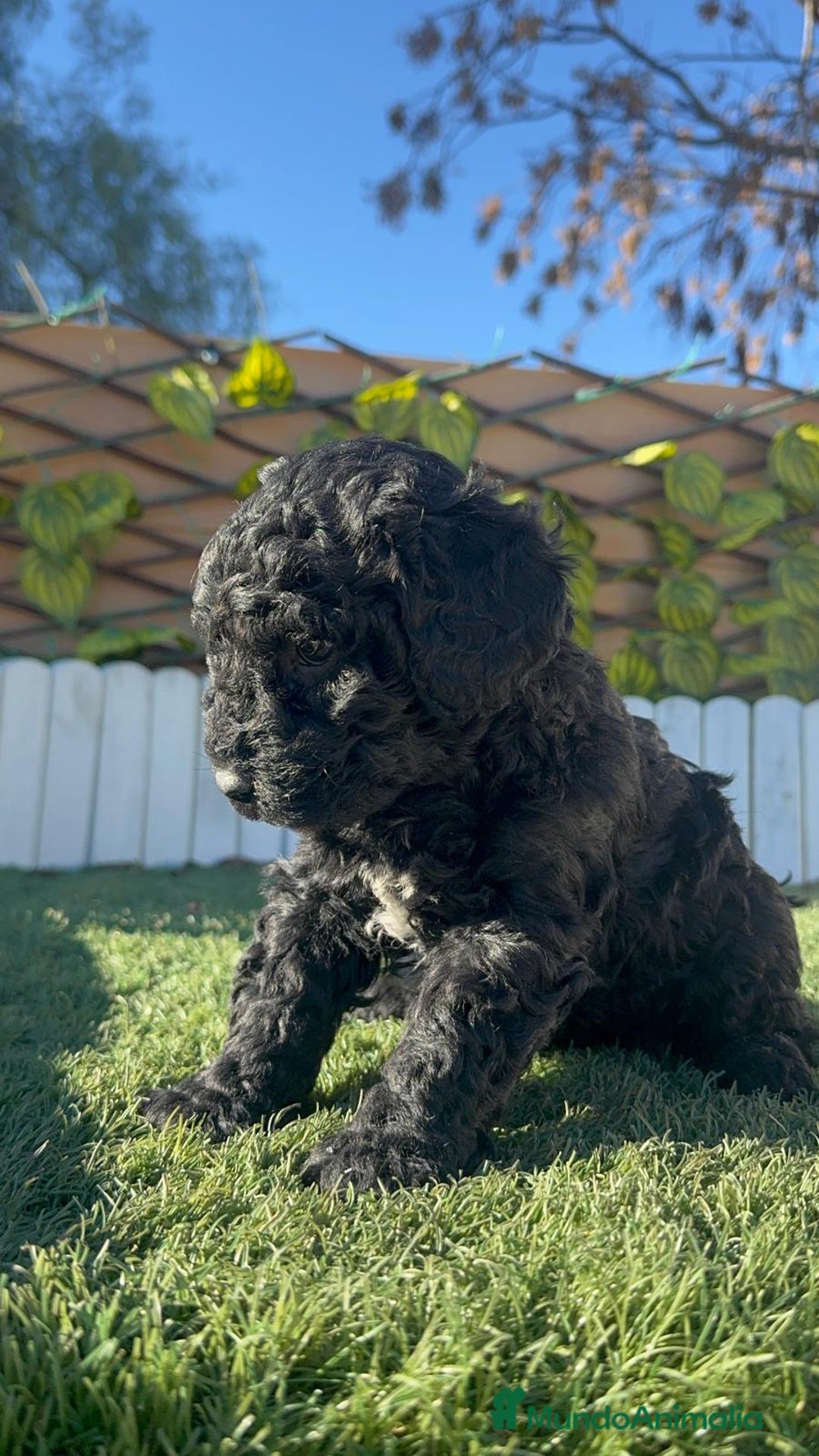 Perro de Agua Español perros en venta: PERRO DE AGUA HEMBRA - Anuncio 4