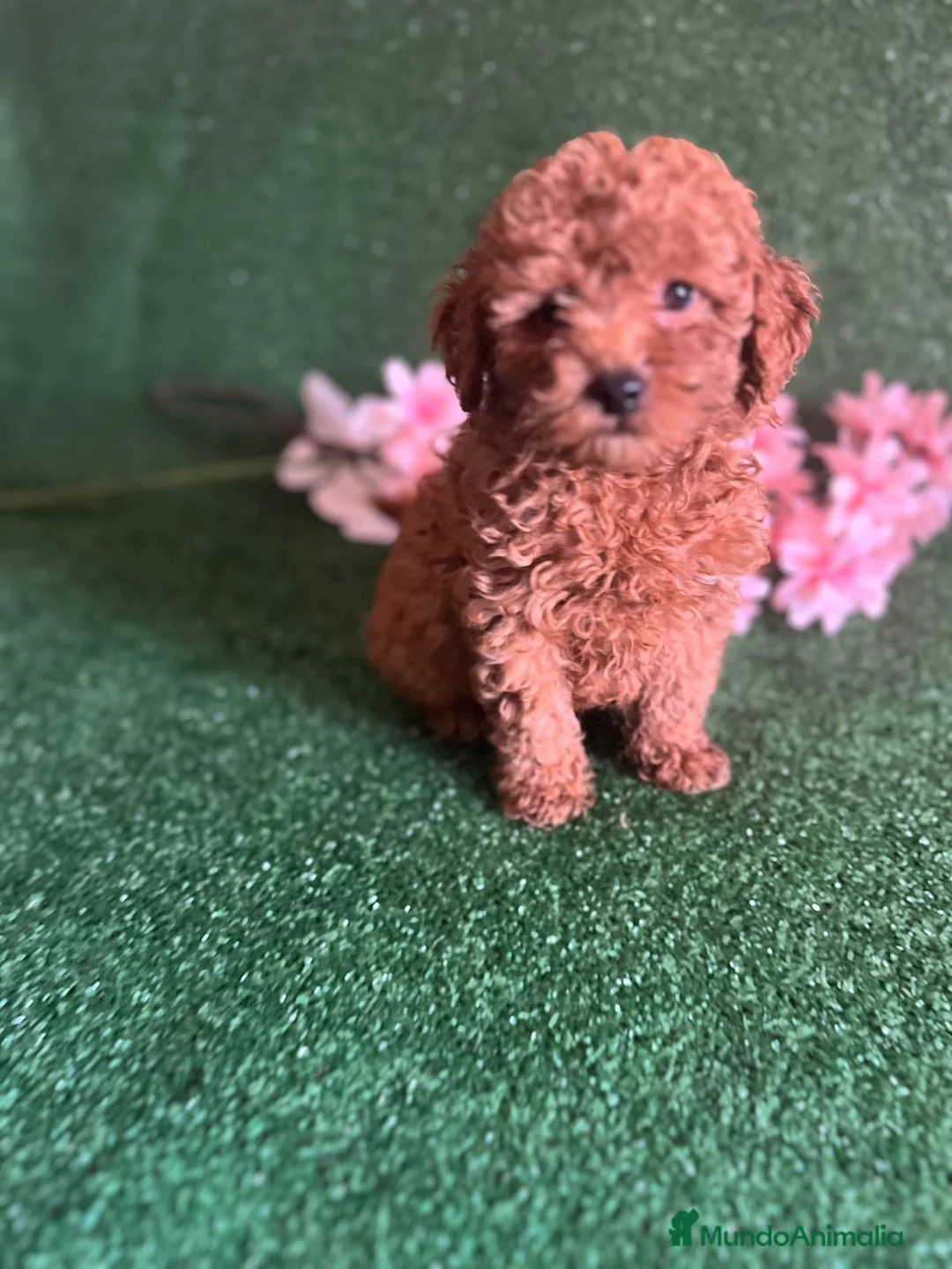 Caniche Toy perros en venta: Caniches rojos  - Anuncio 1