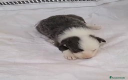 Border Collie perros en venta: Border collie hembras merle - Imagen 12