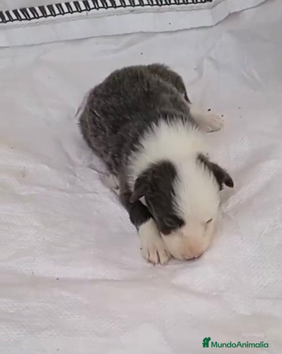 Border Collie perros en venta: Border collie hembras merle - Imagen 12