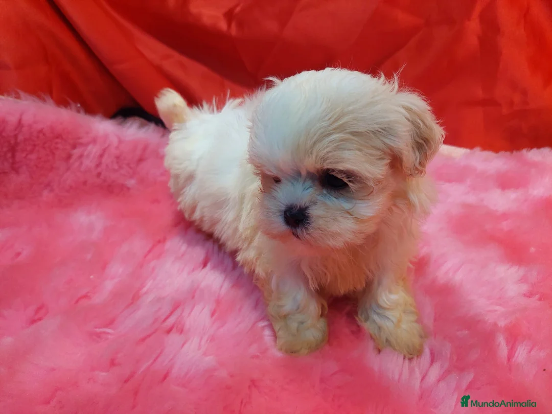 Shih Tzu perros en venta: SHIH TZU HEMBRA EXCLUSIVA  - Anuncio 3