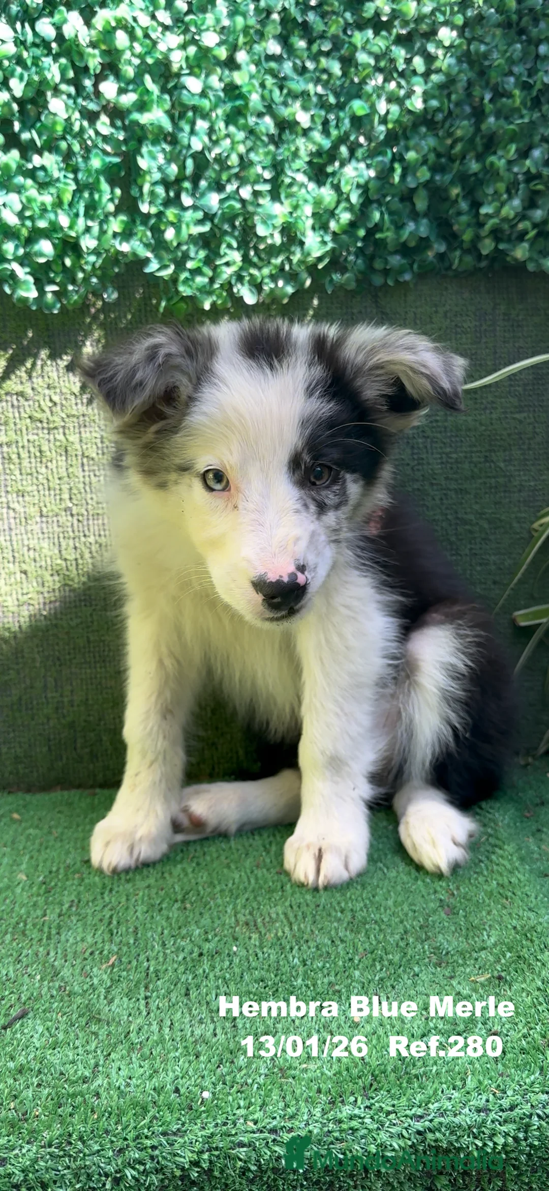 Border Collie perros en venta: BORDER COLLIE DE VILLA BIZNAGA - Anuncio 1