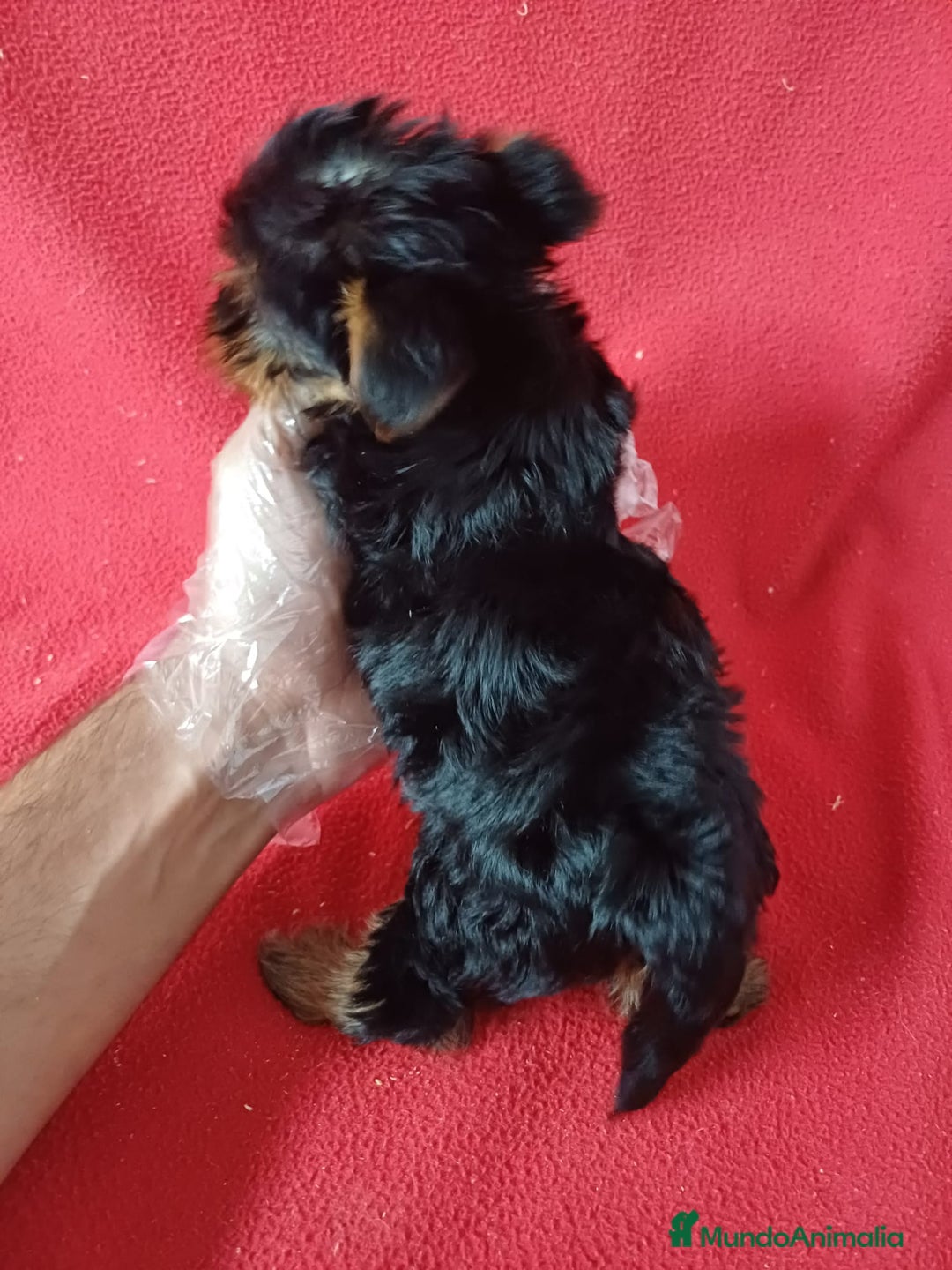 Yorkshire Terrier perros en venta: Yorkshire Terrier Mini  - Imagen 3