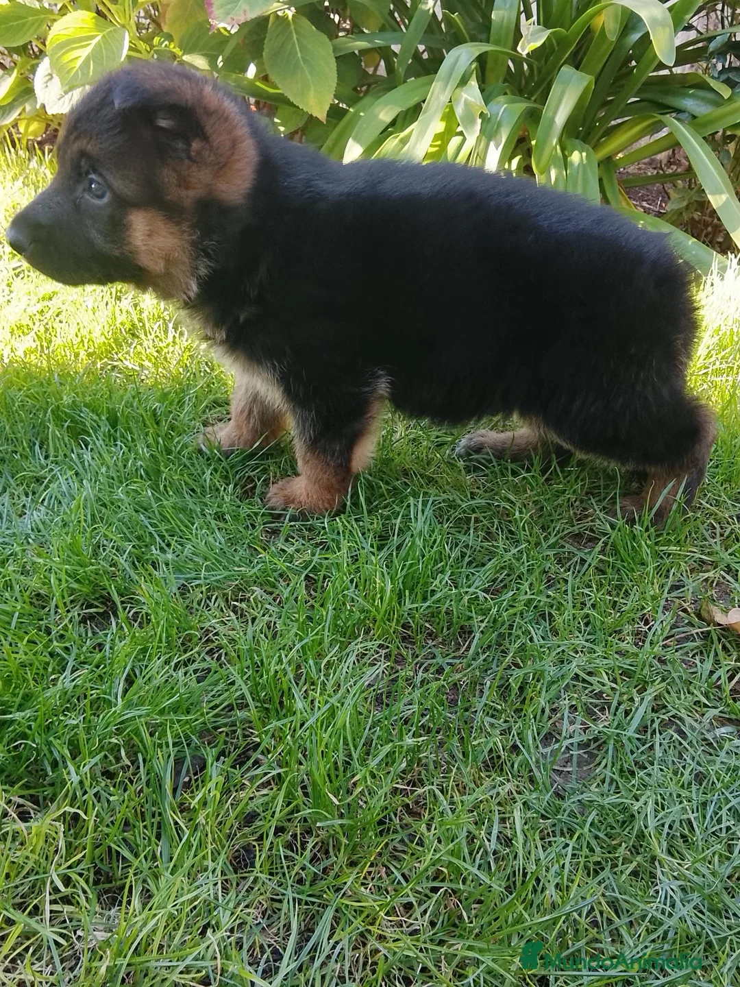 Pastor Alemán perros en venta: Cacharro de pastor alemán  - Anuncio 1