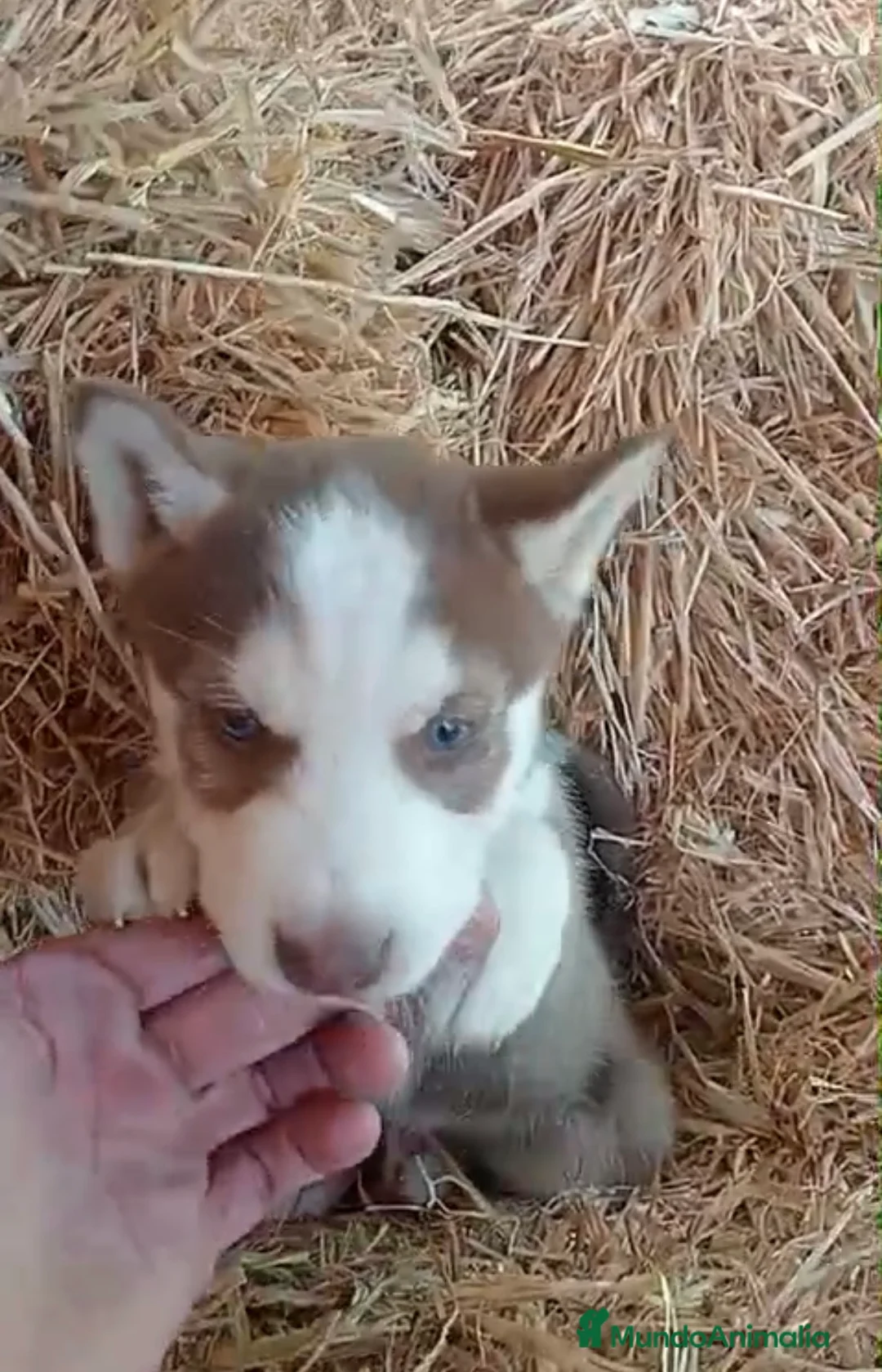 Husky Siberiano perros en venta: Cachorros de husky siberiano🐶🐾 en Sevilla - Anuncio 2