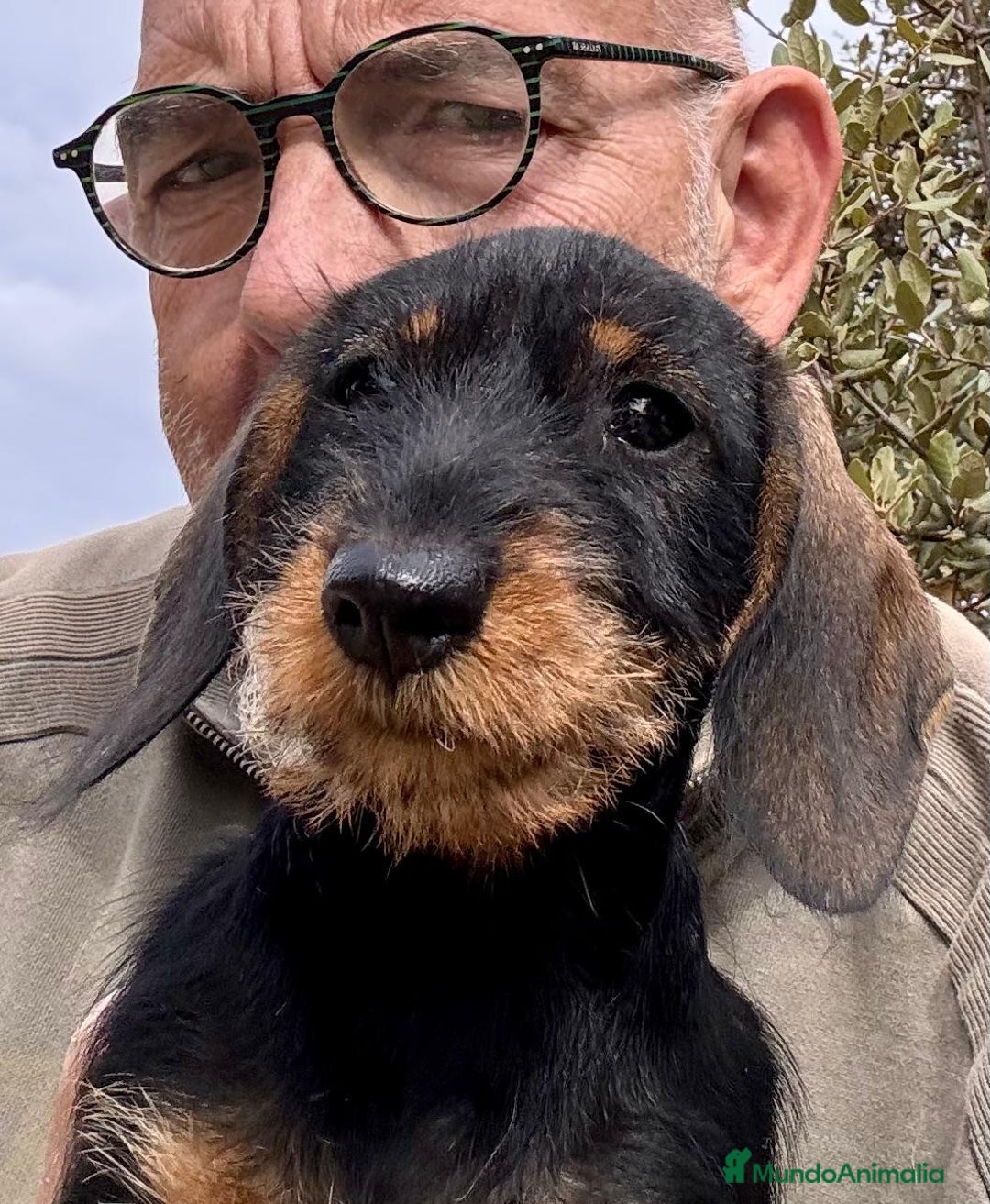 Teckel Miniatura perros en venta: Teckel miniatura  - Imagen 5