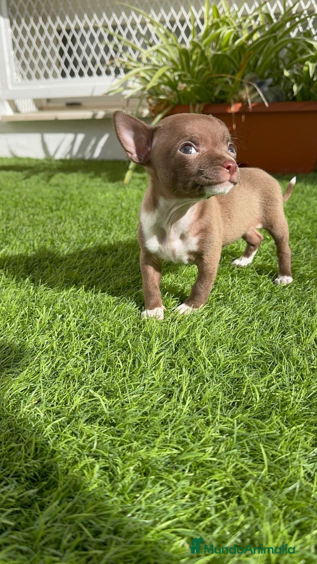 Chihuahua perros en venta: CHIHUAHUA HEMBRA - Anuncio 16