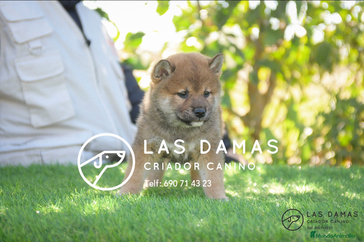 Shiba Inu perros en venta: SHIBA INU PRÓXIMA CAMADA - Anuncio 2