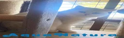 Británico de Pelo Corto gatos en venta: British Macho 7791 AQUANATURA - Anuncio 4