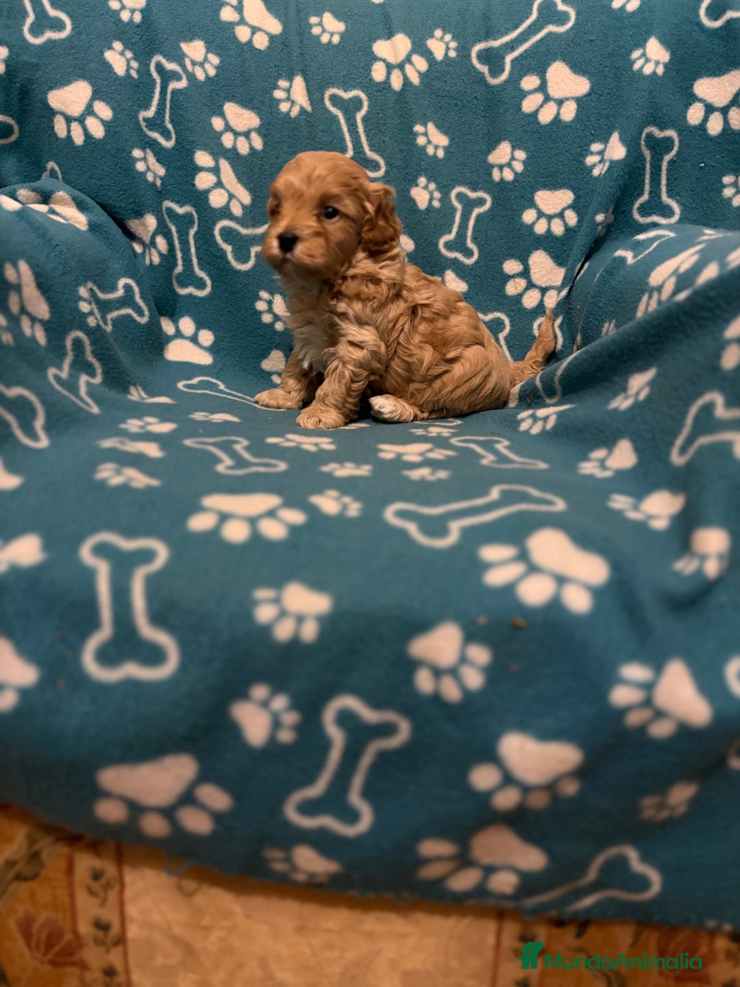 Maltipoo perros en venta: Maltipoo  - Anuncio 1