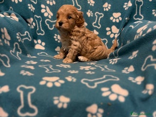 Maltipoo perros Maltipoo - Anuncio 1