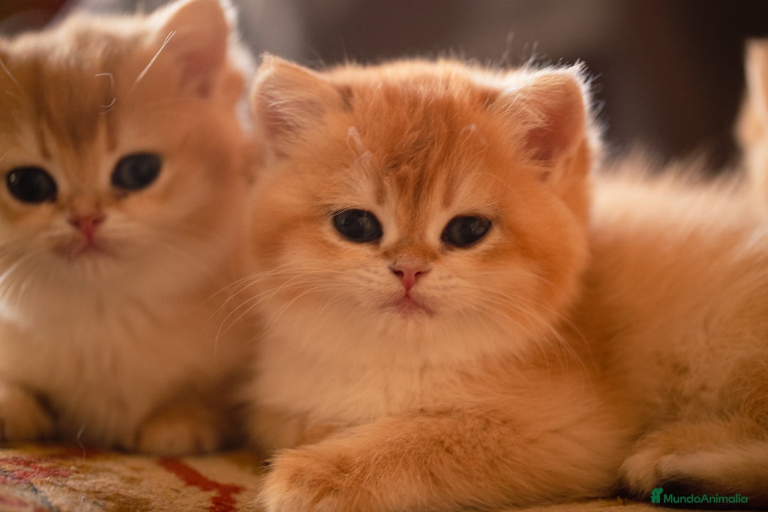 Británico de Pelo Corto gatos en venta: Preciosas british golden chinchilla - Anuncio 2