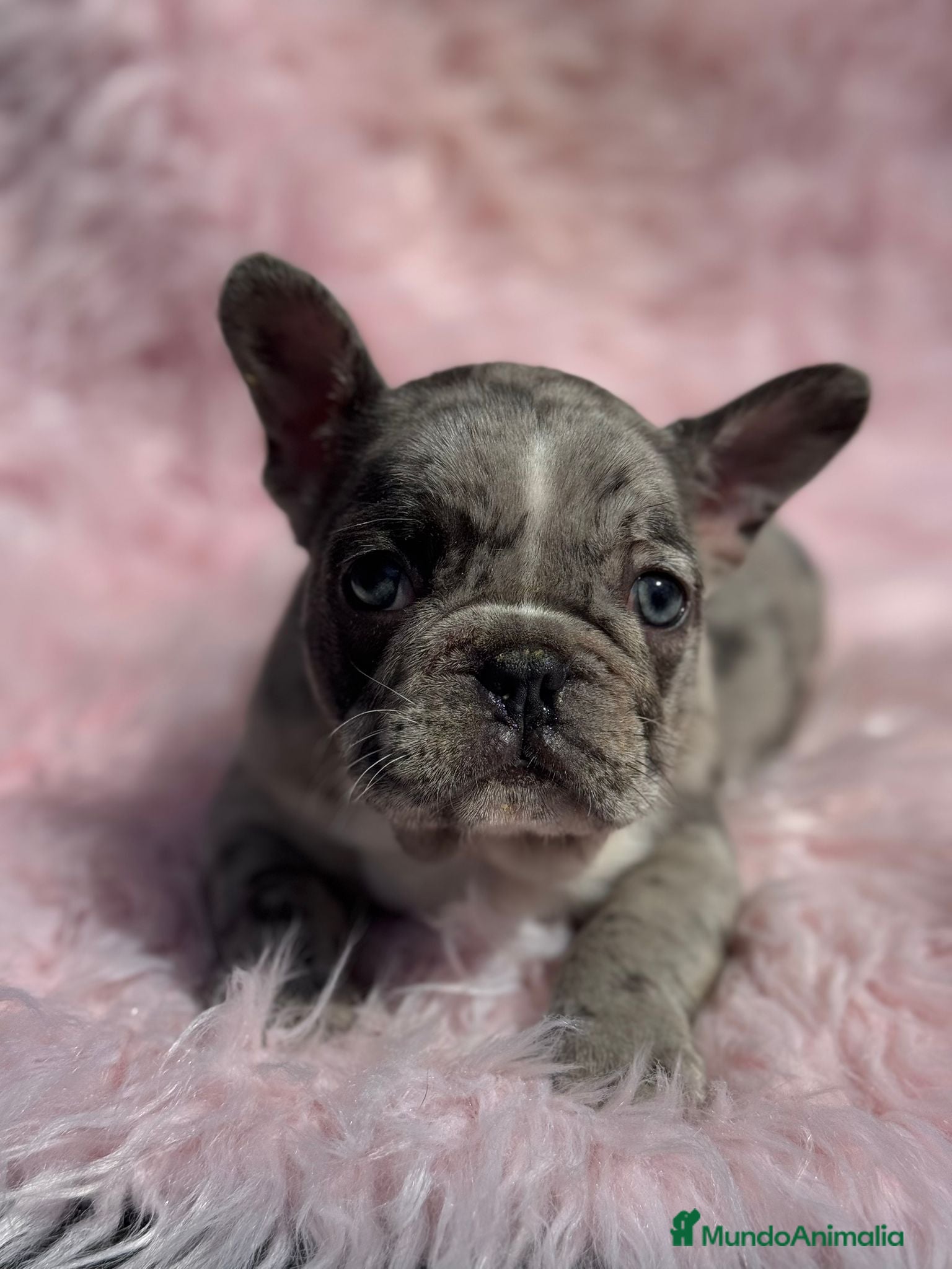 Bulldog Francés perros Bulldog francés  - Anuncio 2