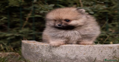 Pomerania perros Pomerania Toy - Macho sable  - Anuncio 2