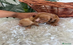 Cocker Spaniel Inglés perros en venta: COCKER SPANIEL INGLÉS HEMBRA - Imagen 5