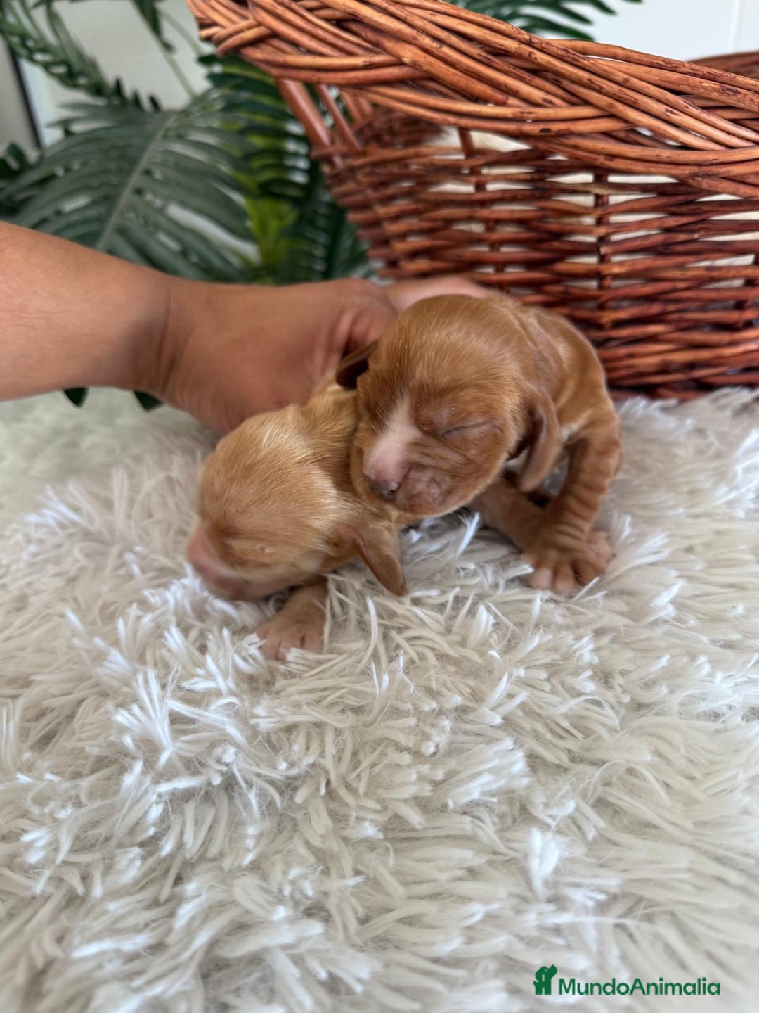 Cocker Spaniel Inglés perros en venta: COCKER SPANIEL INGLÉS HEMBRA - Imagen 5