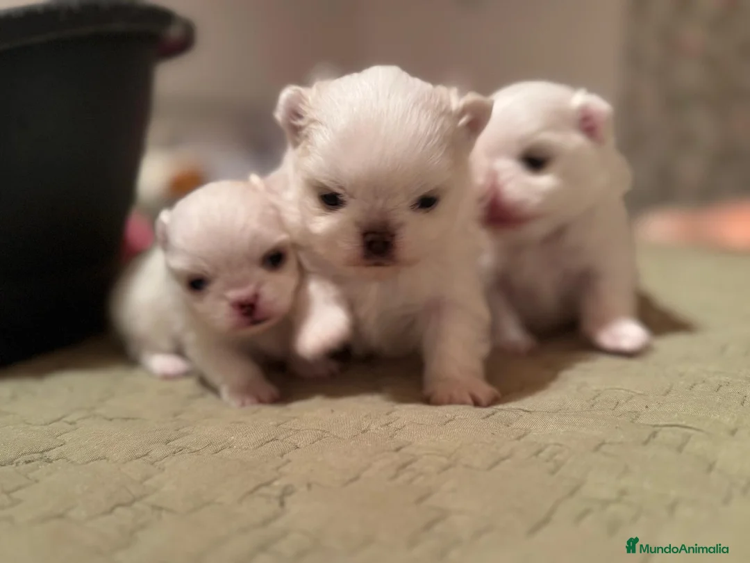 Pomchi perros en venta: Pomchi bebés disponibles - Anuncio 12