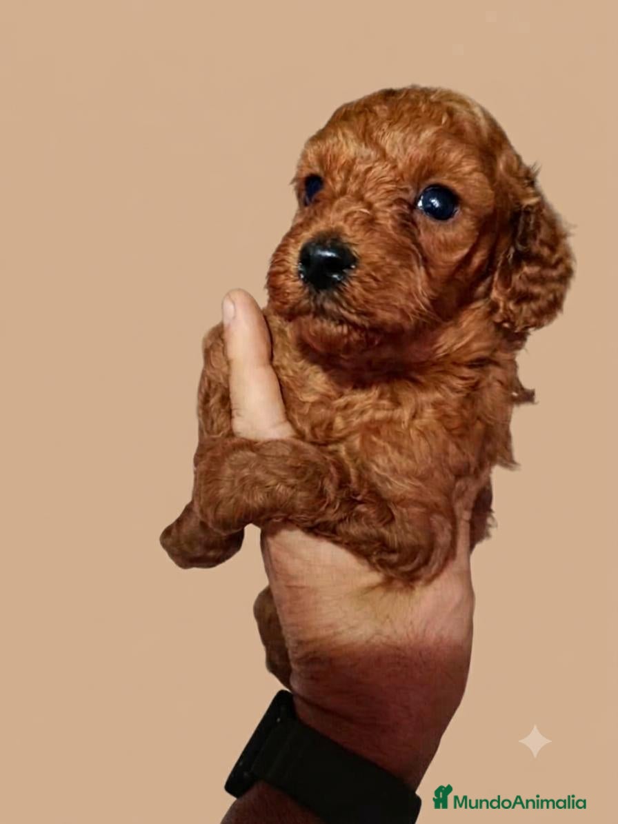 Caniche Enano perros Caniches - Anuncio 1