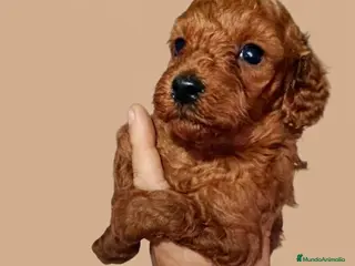 Caniche Enano perros Caniches - Anuncio 2