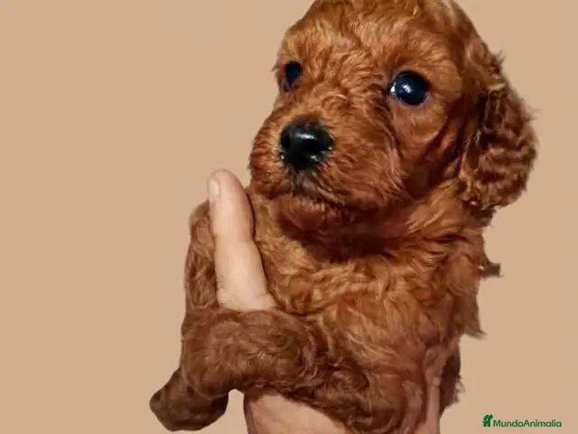 Caniche Enano perros en venta: Caniches - Anuncio 1