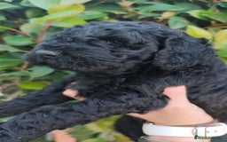 Perro de Agua Español perros en venta: Machos disponibles - Imagen 7