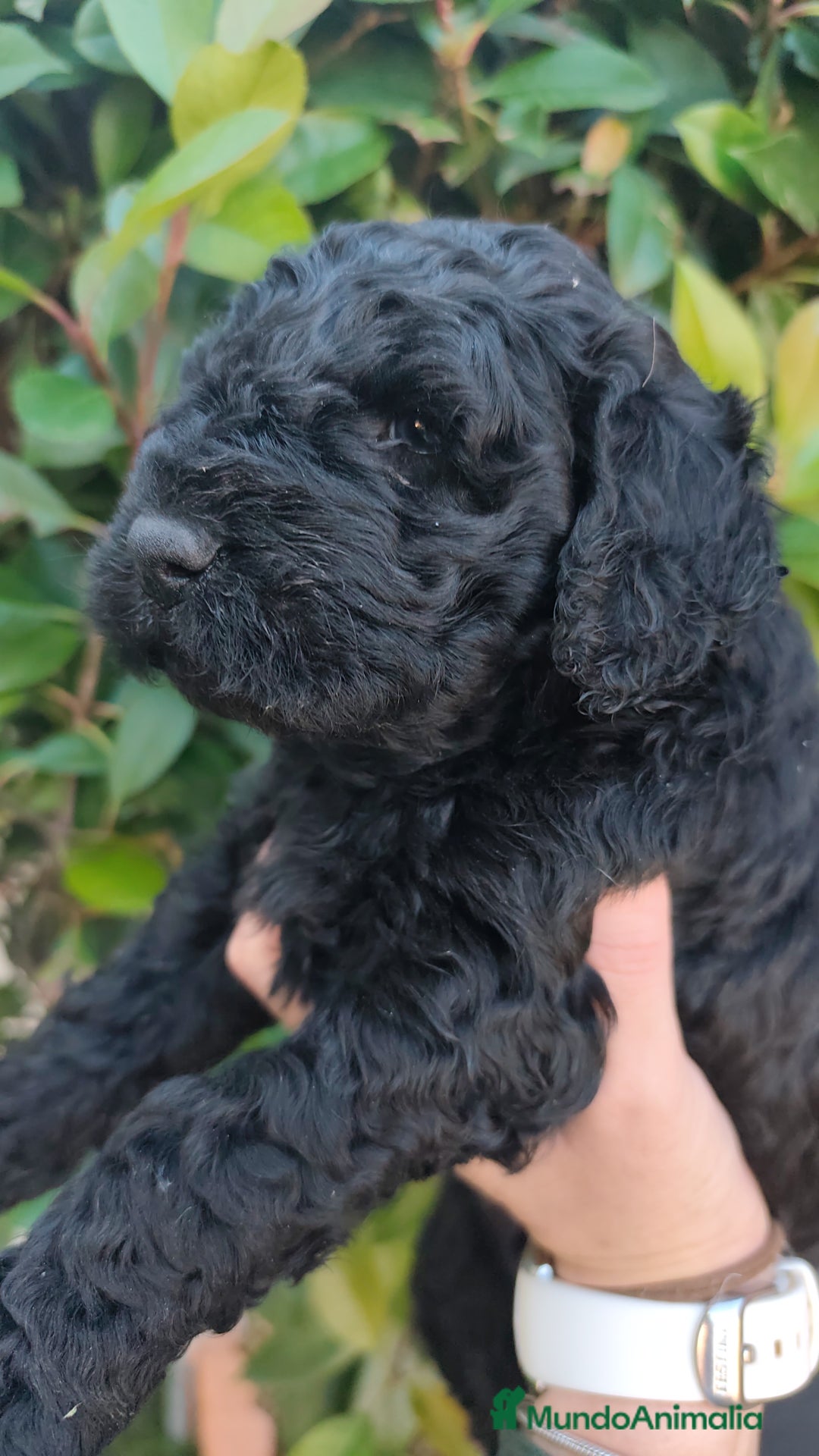 Perro de Agua Español perros en venta: Machos disponibles - Imagen 7